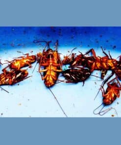 cockroach-spray-তেলাপোকা